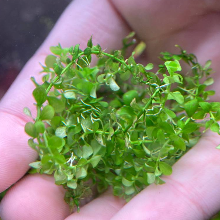 Pearlgrass เพิลกราส ไม้ปูนพื้น งามๆ