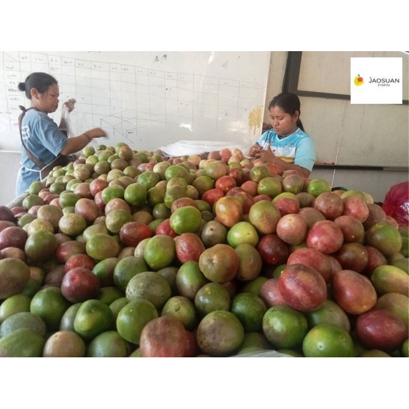 เสาวรสไทนุง พันธุ์โครงการหลวง ราคา 59 บาท