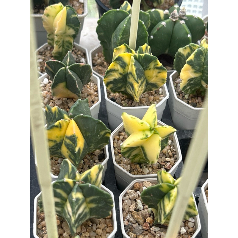 เมล็ดแคคตัสมายริโอ้ มายริโอด่าง  50เมล็ด (Myrio variegata)วาริเอกาตา ราคา ถูกที่สุด ดีลบีเคเค แกลเลอรีภาพที่ 2