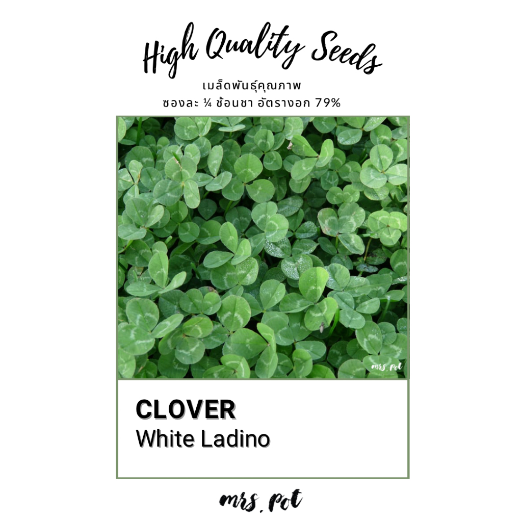 เมล็ดโคลฟเวอร์ สายพันธุ์ White Ladino รหัส093