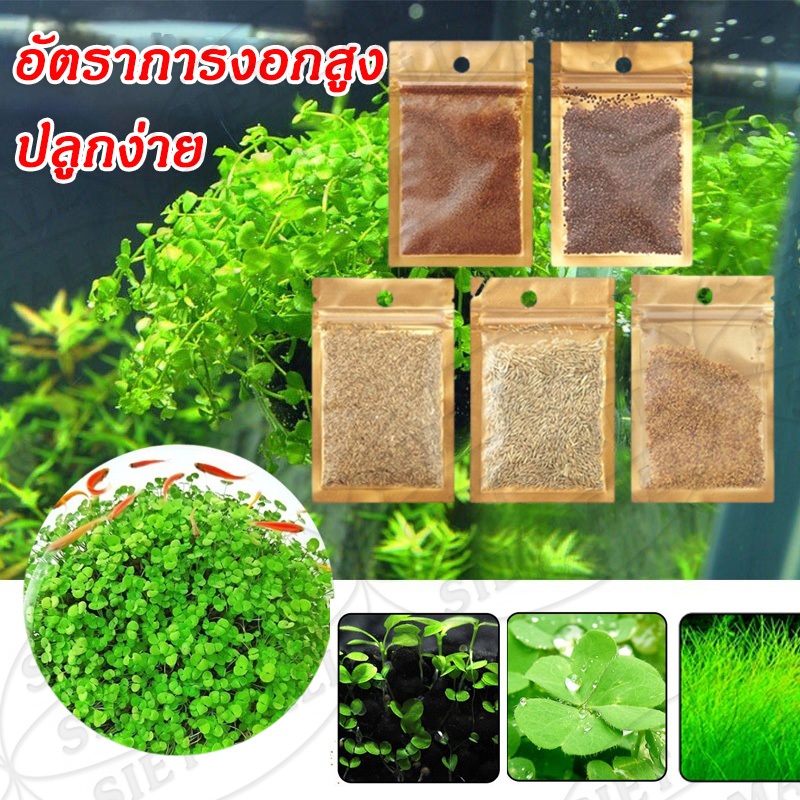 เมล็ด​ไม้น้ำ พร้อมปลูกพืชไม่ต้องใช้co2 ต้นไม้ปลูกในตู้ปลา อ่างบัว บ่อปลา ปลูกในน้ำ