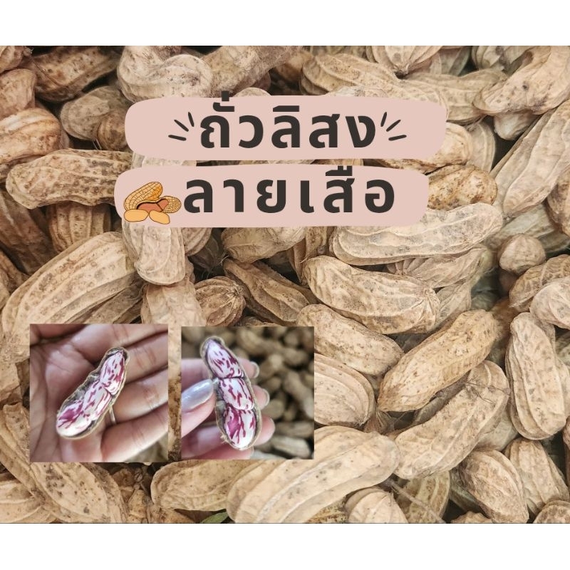 ถั่วลิสงลายเสือ ถั่วลิสงดิบ จากจังหวัดน่าน จัดส่งให้แบบดิบนะคะ