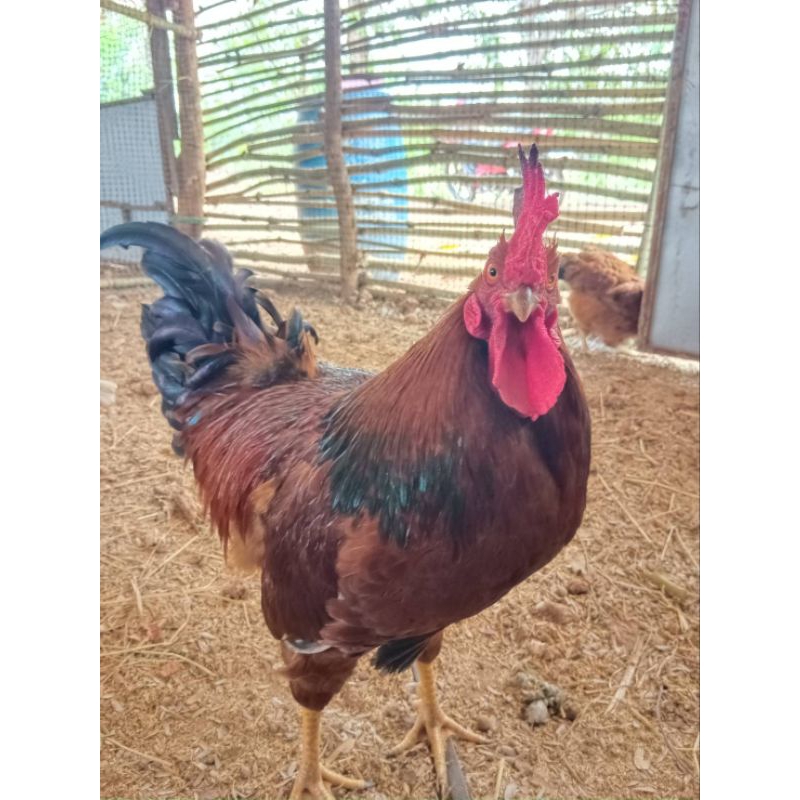 ไข่เชื้อไก่โรดไอแลนด์เรด🥚🥚(สำหรับนำไปฟัก) 📢พิเศษ สั่ง10 แถม 2