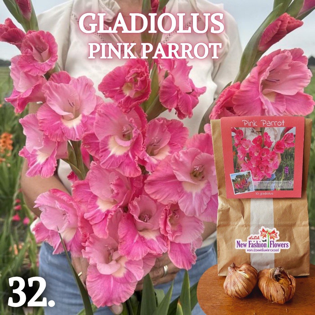 แกลดิโอลัส / Gladiolus สายพันธุ์ใหม่สีทัชใจสุดๆครับ ที่เดียวในไทย ปลูกง่ายออกดอกง่ายเป็นดอกไม้น่าร้อนโดยแท้เลยครับ ราคา ถูกที่สุด ดีลบีเคเค แกลเลอรีภาพที่ 9