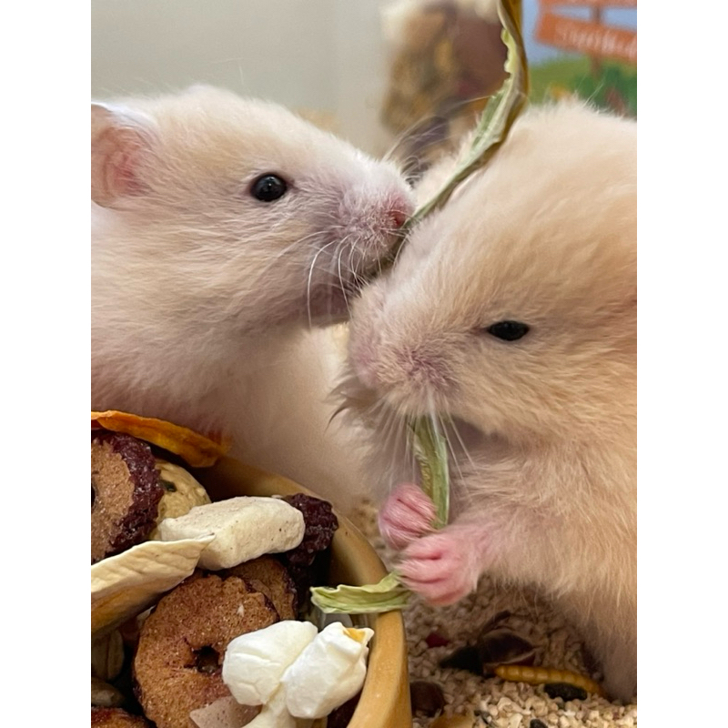 Hamster Food : Forage Feast อาหารผสมแฮมสเตอร์เน้นดอกไม้และsuper food🌸 - รูปที่ 2
