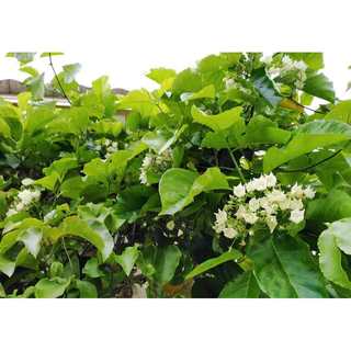 ต้นชมนาด ไม้ไทยมีกลิ่นหอม ดอกสีขาวติดดอกดก (สูง 50-70cm) ไม้เลื้อยประดับ