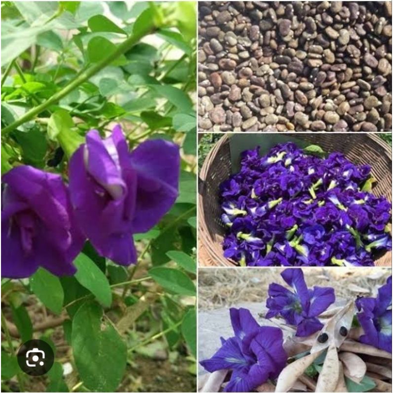 เมล็ดดอกอัญชันสีม่วง5กลีบbutterfly. pea flower soedsบรรจุ50เมล็ด