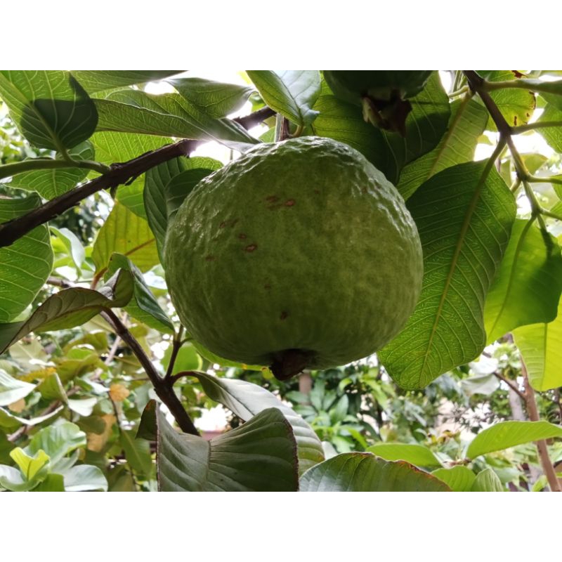 ต้นฝรั่งหงษ์เป่าสือ หรือฝรั่งไส้แดง ขนาดความสูง 80-90 ซม. - รูปที่ 6