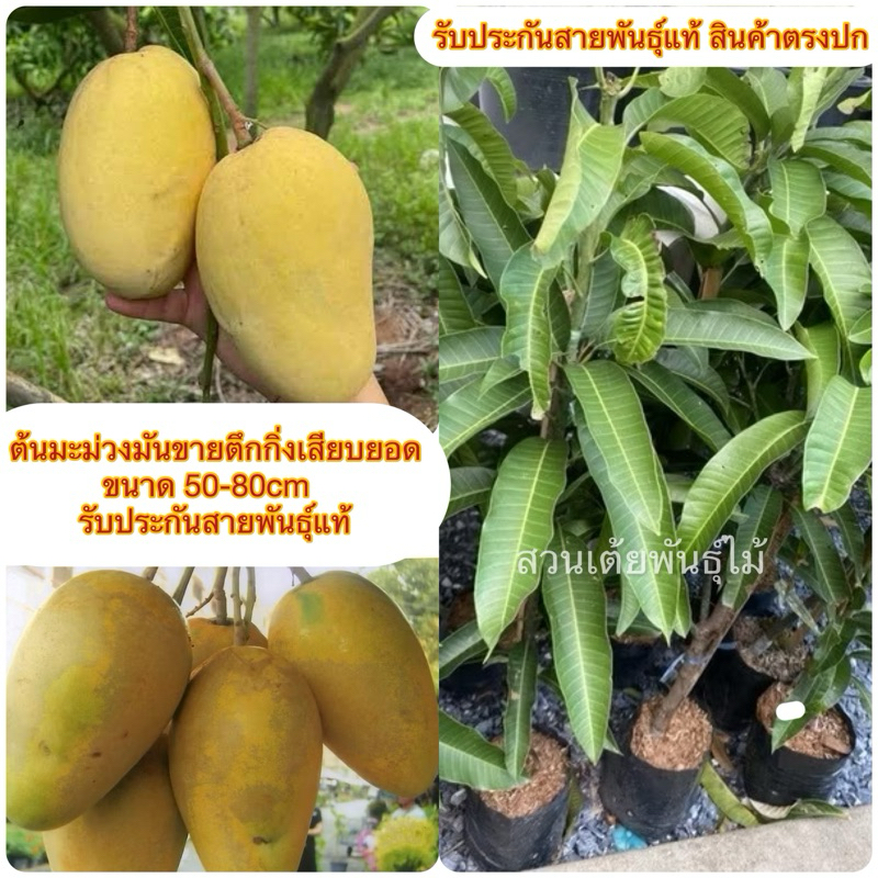 ต้นมะม่วงมันขายตึก กิ่งเสียบยอดขนาด 50-80cm กินดิบกินสุกอร่อย รับประกันสายพันธุ์แท้