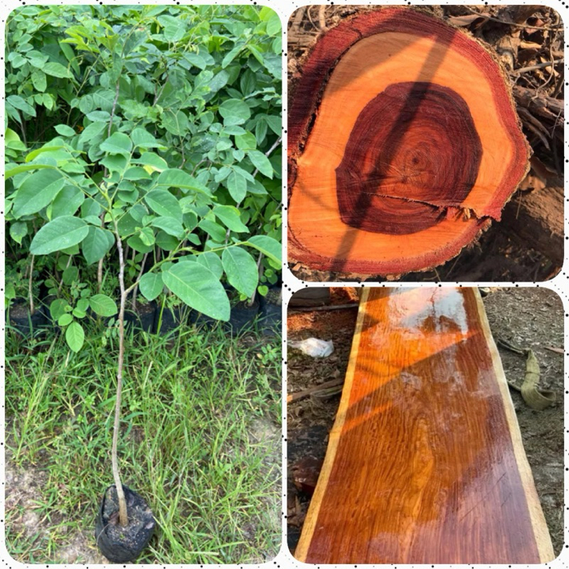 ต้นประดู่ป่า ไม้เศรษฐกิจ ไม้มีค่าควรปลูก (สูง 70 - 80cm)