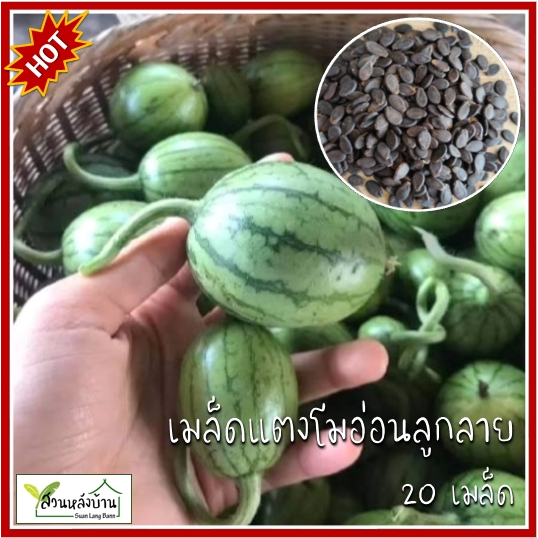 20 เมล็ด แตงโมอ่อนลูกลาย เมล็ดแตงโมอ่อนลูกลาย เมล็ดแตงโมอ่อน แตงโมอ่อน เมล็ดแตงโม แตงโม