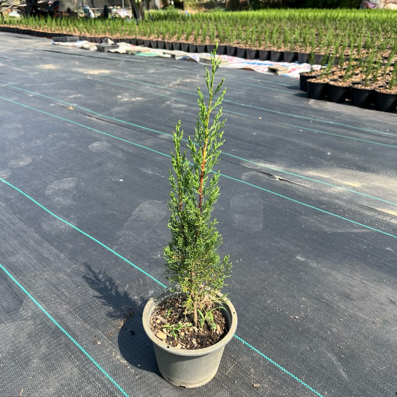 Italian Cypress สนดินสอเขียว 🌲 ไม้หายาก ส่งพร้อมกระถาง 8 นิัว