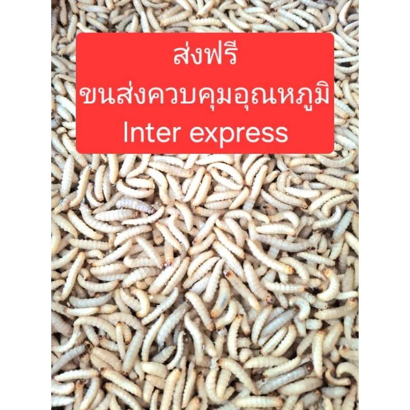 หนอนแว๊กแช่แข็ง 250-1000กรัม ส่งฟรีขนส่งควบคุมอุณหภูมิ