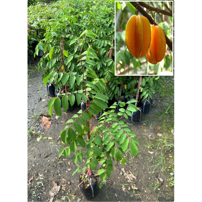 ต้นมะเฟืองหวาน ทาบกิ่ง (สูง 1-1.20 เมตร) ผลใหญ่รสหวานฉ่ำน้ำ ปีเดียวติดผล พร้อมปลูก