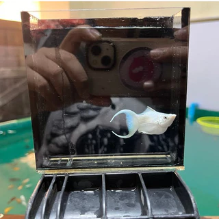 CZ "Extra" วิตามินผสมแร่ธาตุชนิดน้ำ สำหรับเกล็ดหนาเงางามและครีบแข็งแรง สำหรับปลาสวยงาม ปลาบอลลูน ปลากัด