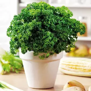 เมล็ดพันธุ์ พาร์สเลย์ มอสเคิร์ล 30 เมล็ด Moss Curled Parsley Seed เมล็ดพันธุ์แท้ นำเข้าจากต่างประเทศ ปลูกผัก สวนครัว