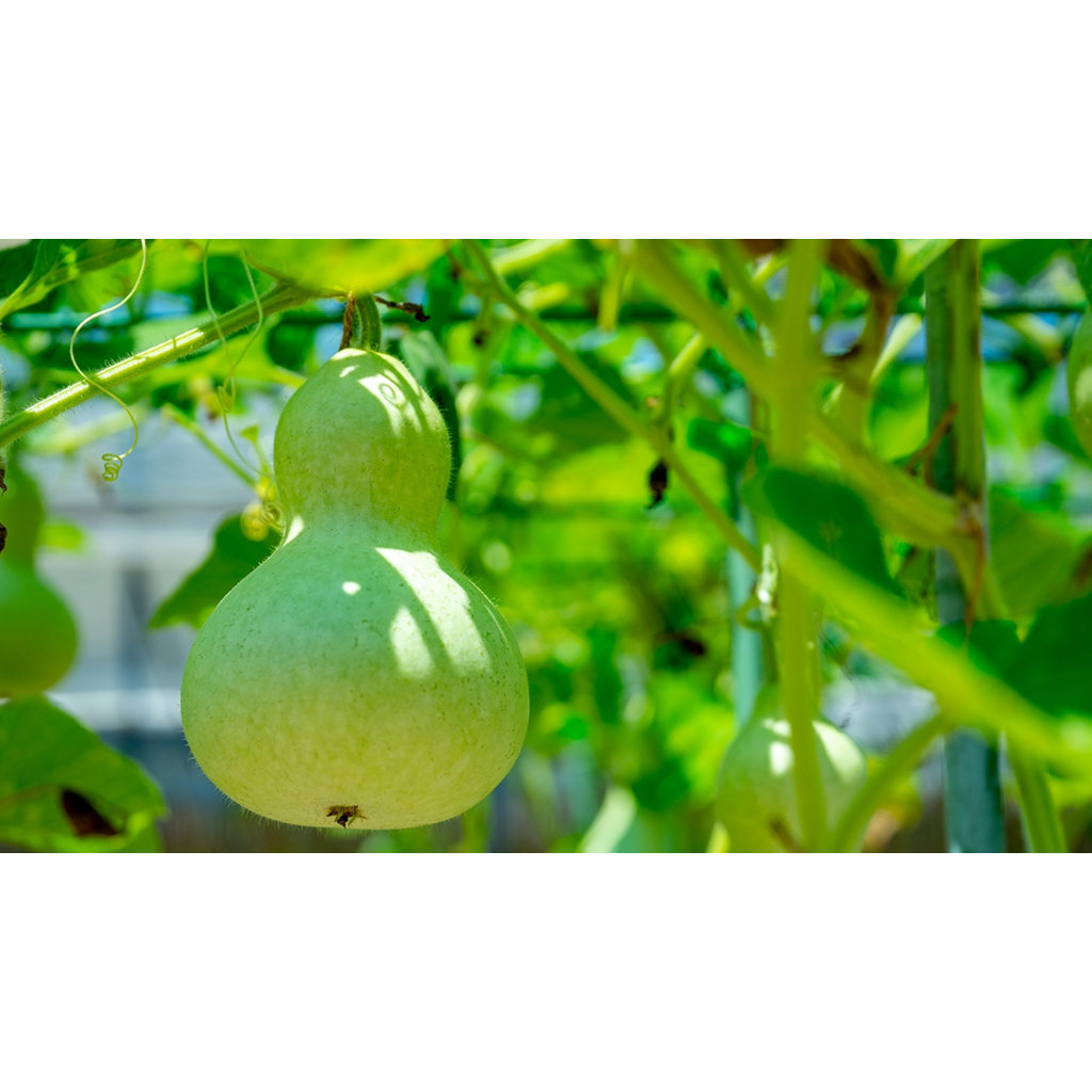 ต้นพันธุ์ น้ำเต้า พร้อมปลูกในถุงดำ 29 บาท น้ำเต้า (bottle gourd)