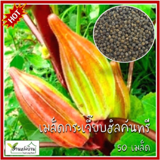 50 เมล็ด กระเจี๊ยบฮิลคันทรี  เมล็ดกระเจี๊ยบฮิลคันทรี เมล็ดกร…