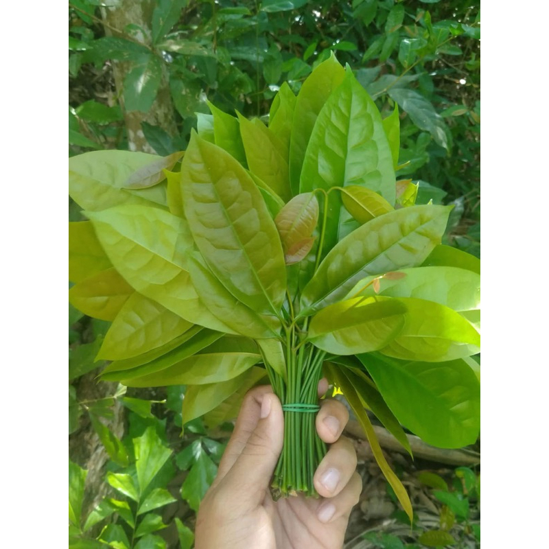 ใบเหลียงสดๆ 1kg เก็บสดตามออเดอร์🌱🌿
