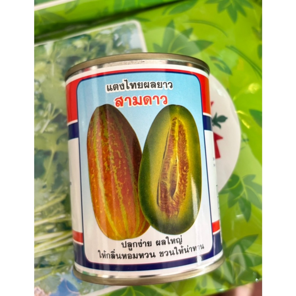 แตงไทยผลยาว สามดาว แตงไทยสิงคโปร์ ปลูกง่าย ผลใหญ่ กลิ่นหอม - รูปที่ 2