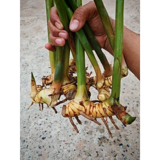 พันธุ์​ข่า​เหลือง​ พันธุ์​ข่าใหญ่​ ราคา​ถูก​มาก