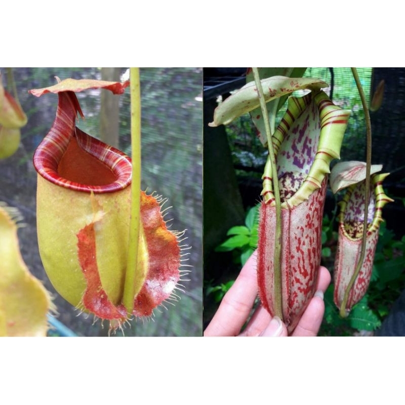 เมล็ดหม้อข้าวหม้อแกงลิงสายพันธุ์ลูกผสม N.(Gt8510 x bicalcarata) x northiana