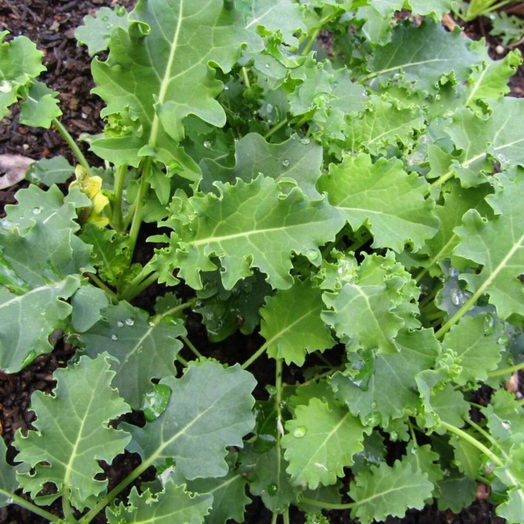 ต้นพันธุ์ เคลไซบีเรียน Siberian Kale หรือ เคล ไซบีเรียน  ถุงดำละ 29 บาท