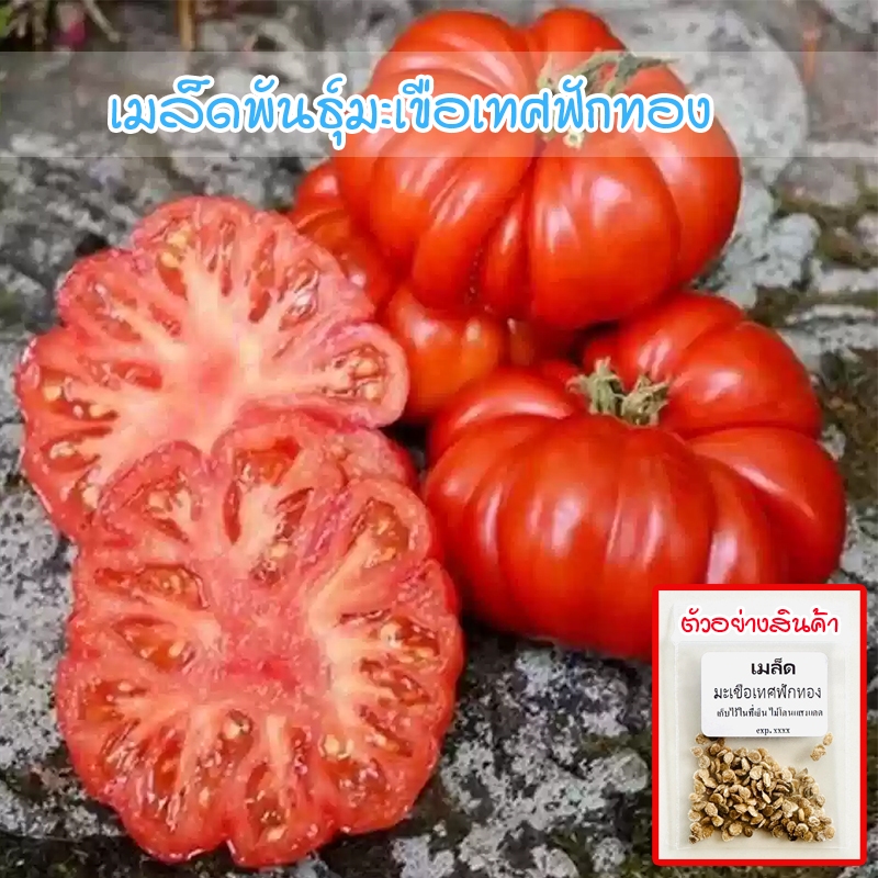 มะเขือเทศฟักทอง Costoluto Genovese 8-25 เมล็ด ปลูกง่าย งอกดี [ซื้อ 10 แถม 1 คละได้]