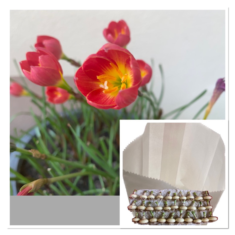 445-010.หัวดอกบัวดิน Red Cupid หัวละ 15 บาท