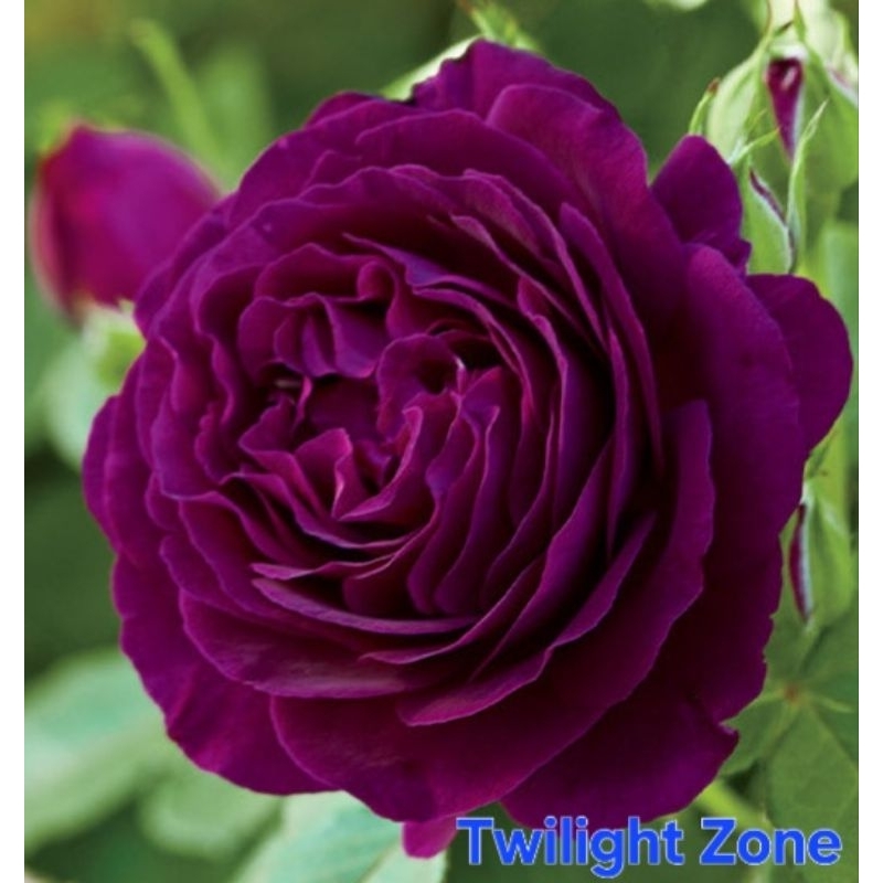 ซื้อ 5 แถม 1 กุหลาบ ต้นกุหลาบ กิ่งกุหลาบ (ส่ง 2 ต้นขึ้นไป) เลือกสายพันธุ์ได้ สายพันธุ์ต่างประเทศ ไม้ดอกไม้ประดับ - รูปที่ 6