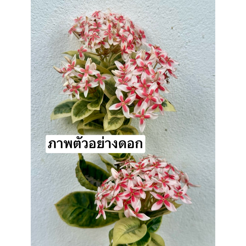 ต้นเข็มด่าง ใบด่างดอกสวย