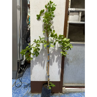 แก้วเจ้าจอม 10 ใบ หรือ 4+6 ใบ สูง 90-1 เมตร