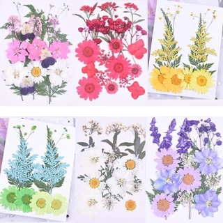 ดอกไม้จริงทับแห้ง รวมผสมดอกไม้หลากหลายชนิด แต่งเคสโทรศัพท์เรซิ่น เครื่องประดับต่าง diy