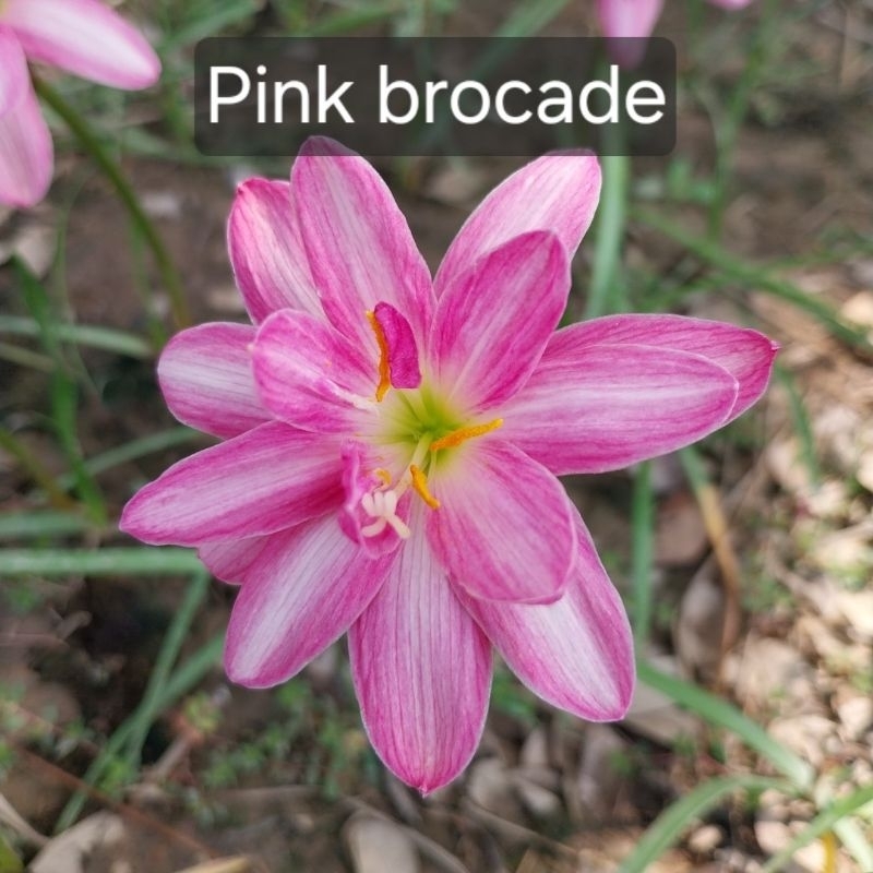 บัวดินZ.pink brocade