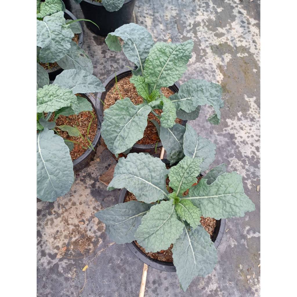 ต้นพันธุ์ เคลไดโน เคลไดโนเสาร์ ถุงดำ 29 บาท พร้อมปลูก Lacinato Kale  ราชินีของผักใบเขียว dino kale เคลใบยาว  ปลูกง่าย ราคา ถูกที่สุด ดีลบีเคเค แกลเลอรีภาพที่ 6