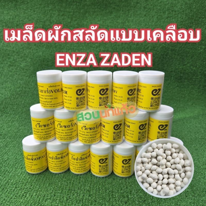 เมล็ดพันธุ์ผักสลัด แบบเมล็ดเคลือบ ENZA ZADEN อัตราการงอก 99% แบ่งบรรจุ 100 เมล็ด