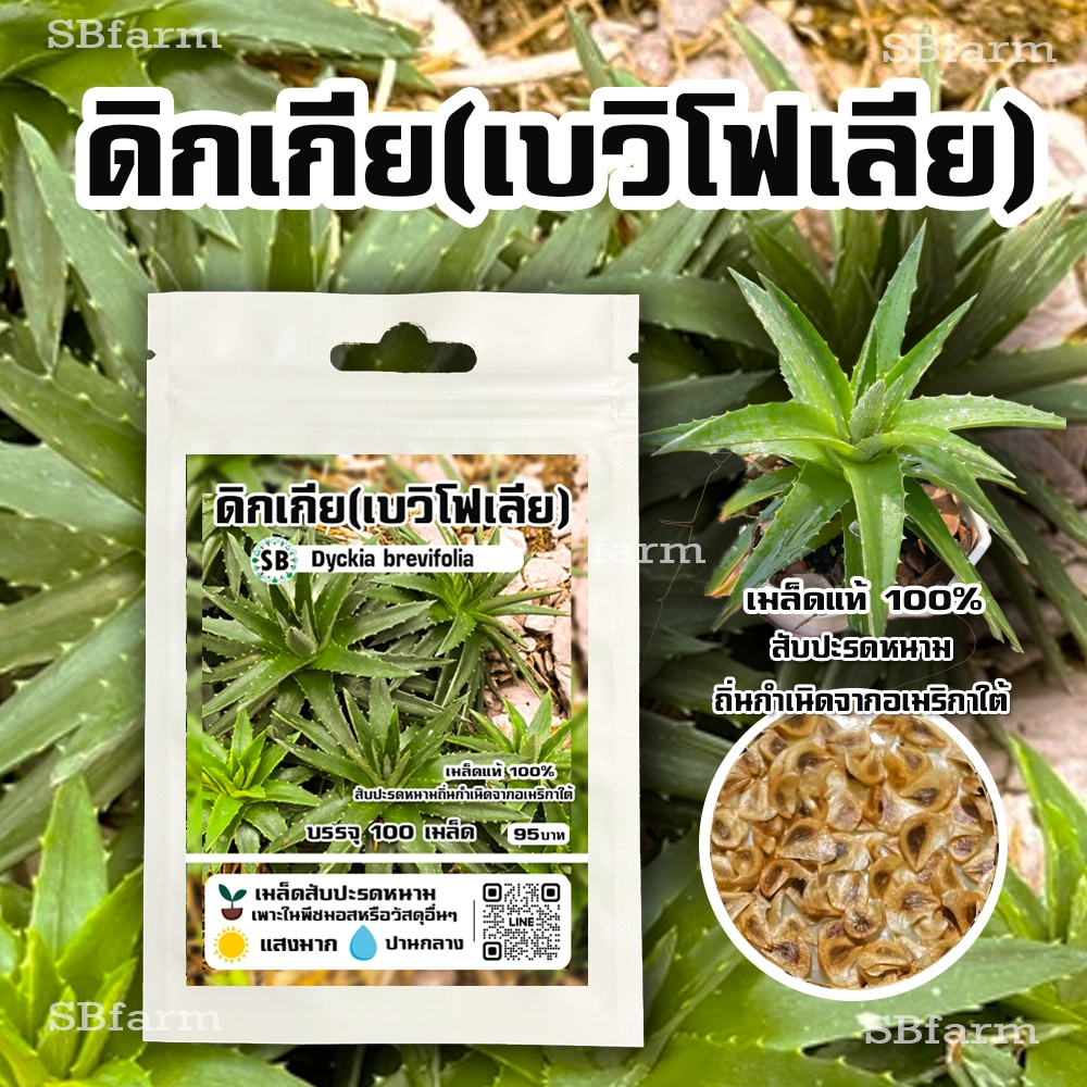 สับปะรดหนาม(เบวิโฟเลีย) - Dyckia brevifolia [100เมล็ด/ซอง] *เมล็ดใหม่เมษาปี68 - SBfarm