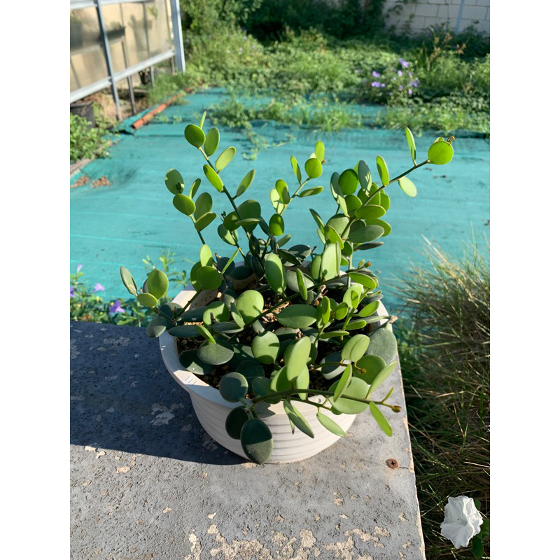 ต้น Silver Dollar Vine (Xerosicyos Danguyi) เหรียญเงิน ขนาดกระถาง 7”