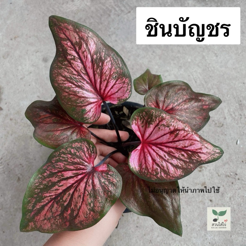 บอนสี ชินบัญชร ฟอร์มสวยกัดสี ไม้แข็งแรง กระถาง4“ ร้านเลือกต้นให้ รับประกันความสวย