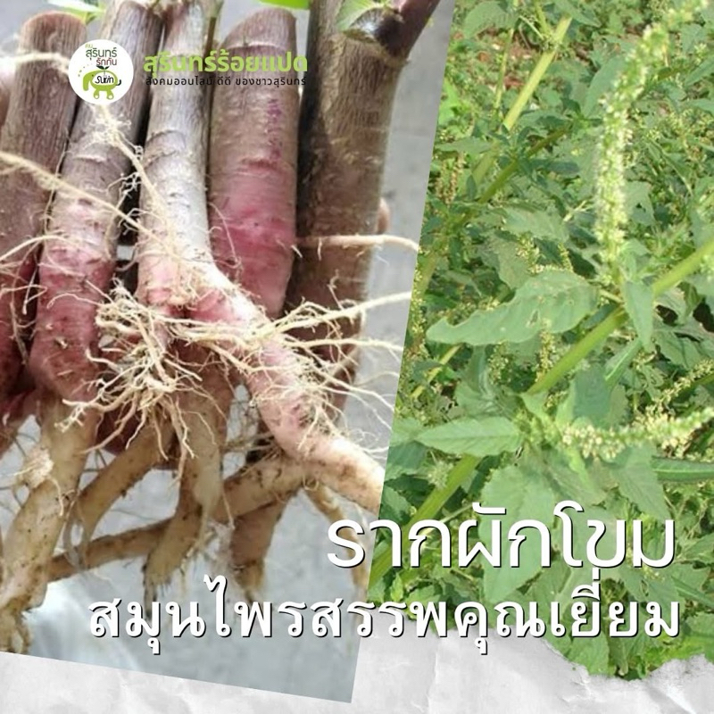รากผักโขมไทย 200 กรัม