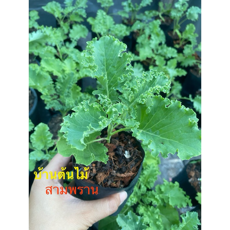 ต้นเคลใบหยิก/เคลไดโน/ม่วง ต้นแข็งแรงพร้อมปลูก