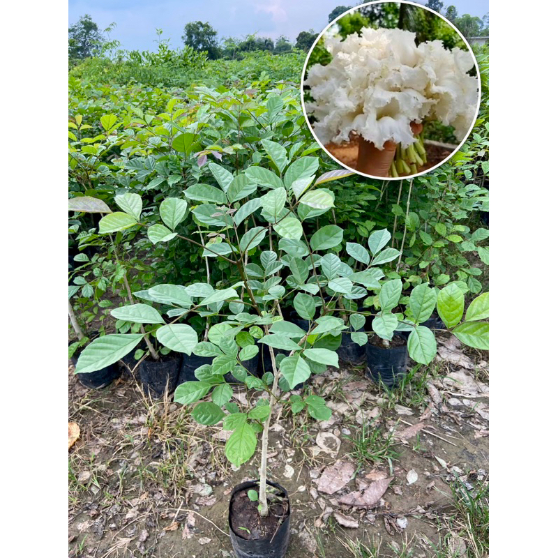 ต้นแคนา ต้นแคป่า พรรณไม้ไทย ดอกสีขาวทานได้ (สูง60-80cm)