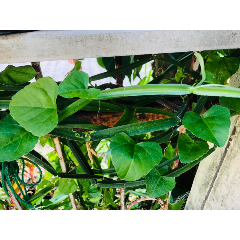 เพชรสังฆาตสด/เพชรสังฆาตกิ่งสดรักษาริดสีดวงทวาร พร้อมส่ง กิ่งสดขนาด 12-15 ซม.