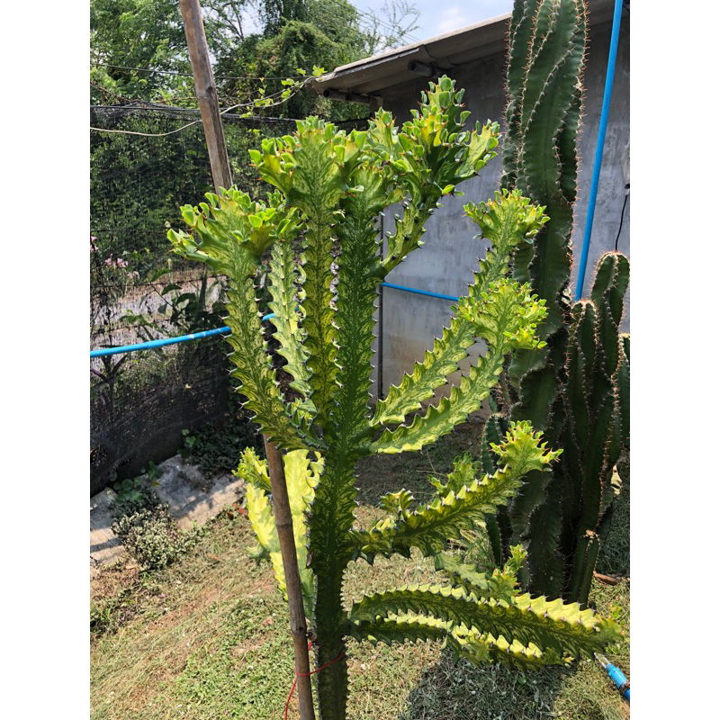 ยูโฟเบียสลัดไดด่างเหลือง