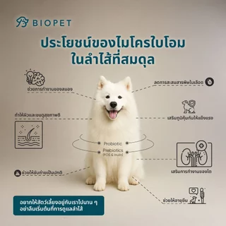 PetReno โพรไบโอติกของสัตว์เลี้ยง สูตรไต Medical Grade Probiotic