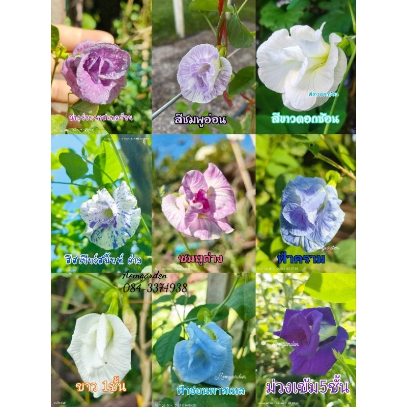 เมล็ดอัญชัน 8สี 9สายพันธุ์ ชมพูด่าง แบบแยกสี