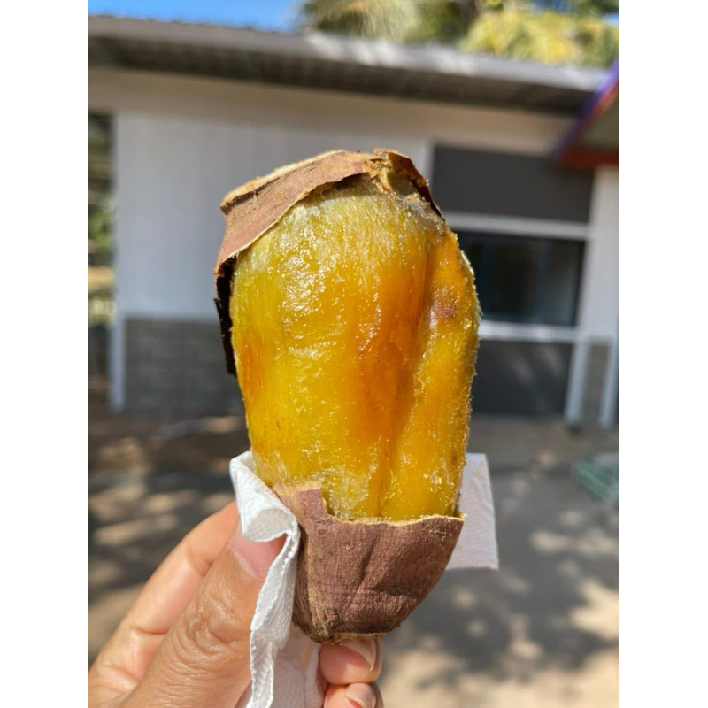 มันหวานญี่ปุ่น  หัวสดส่งตรงจากไร่หวานฉ่ำอร่อย คัดเกรดA+ ขนาด ML ไม่เน่าไม่แมง 1 กก ราคาถูก Shopee Lazada