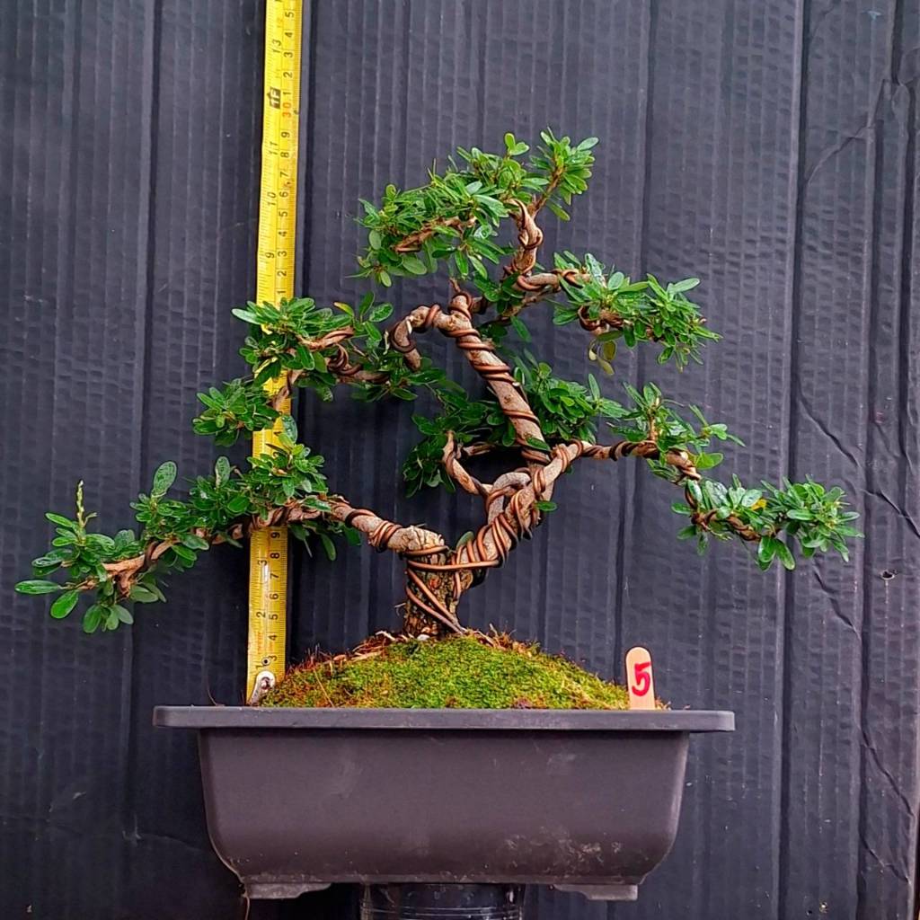 บอนไซต้นม่วงเจริญแคระ (หลินซาน) ไม้ทรงพุ่มสวย ดอกสีม่วงน่ารัก และอย่างอื่น - รูปที่ 4