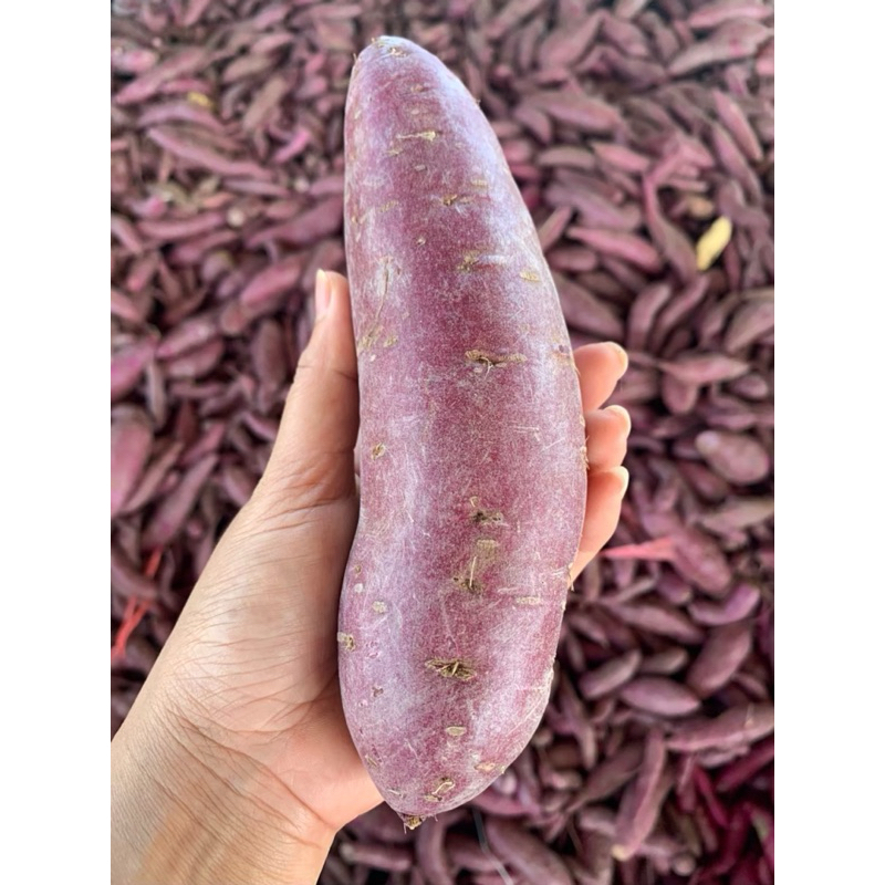 มันม่วงญี่ปุ่น1กิโลเกรดAAส่งห้างแบบคัดหัวขนาด S,M กิโลกรัมละ 79บาท ส่งเร็วมาก