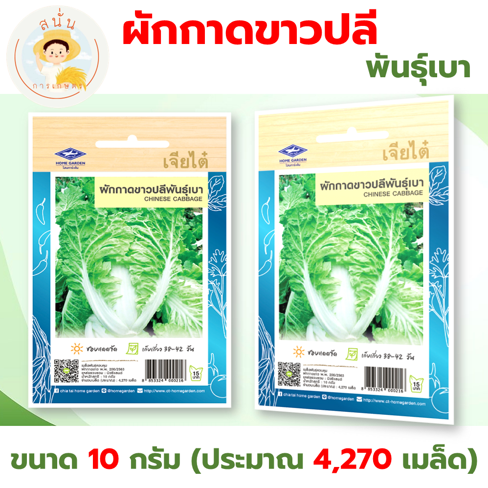 เมล็ดพันธุ์ ผักกาดขาวปลี พันธุ์เบา (Chinese Cabbage) ผักซอง เจียไต๋ OP ขนาด 10 กรัม (ประมาณ 4,270 เมล็ด)
